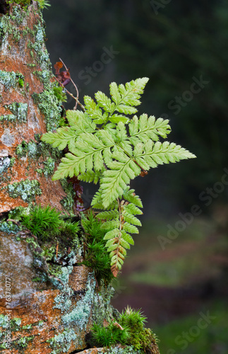 Pioneer vegetation on bark of dead tree photo