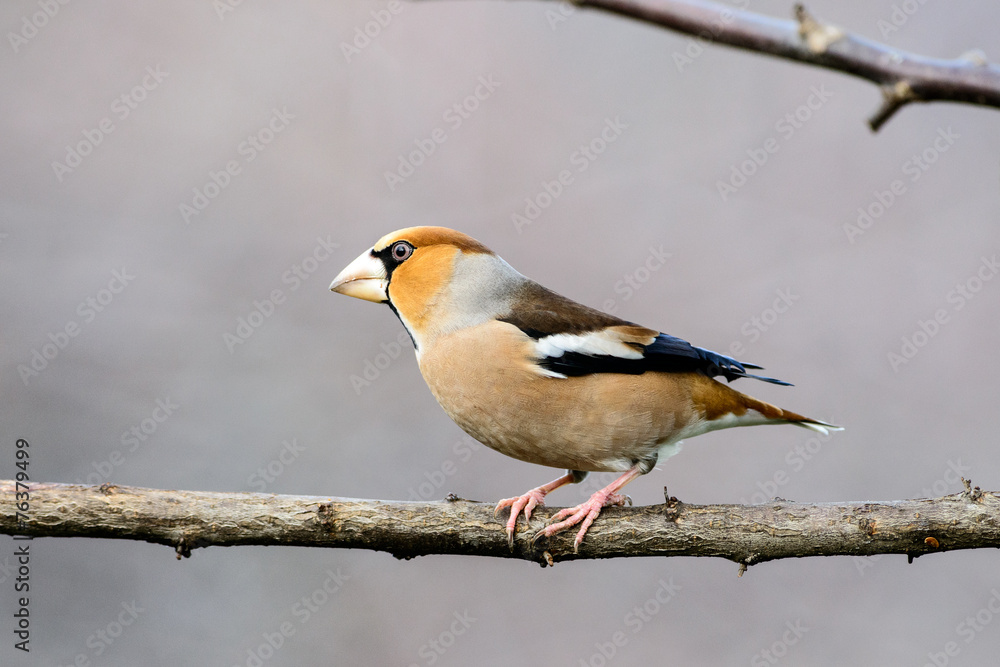 Fototapeta premium Frosone 5