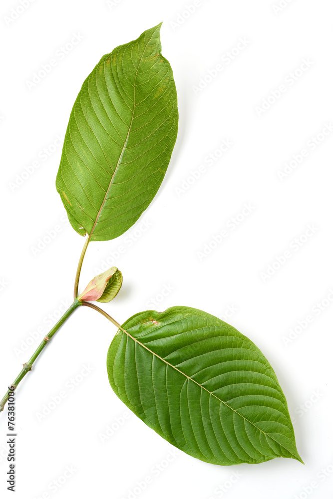 Obraz premium mitragyna speciosa