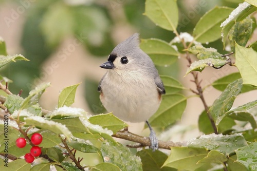 Tuted Titmouse in a Holly Tree