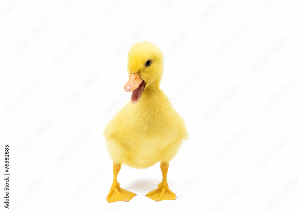 small Duckling small Duckling