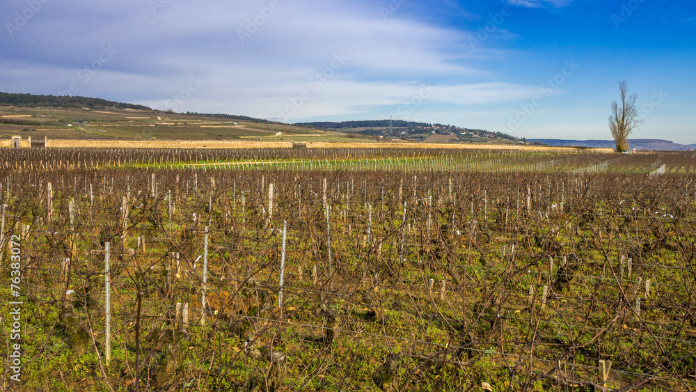 Fototapeta premium vignes en hiver
