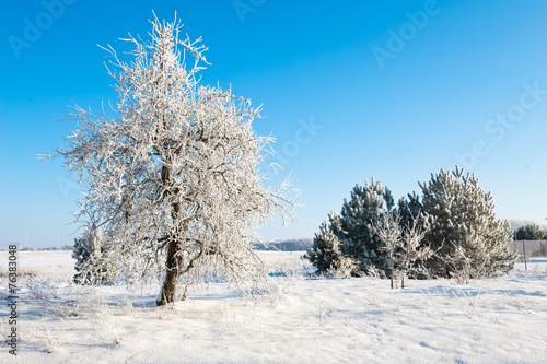 Beautiful winter landscape with snow covered trees - white world