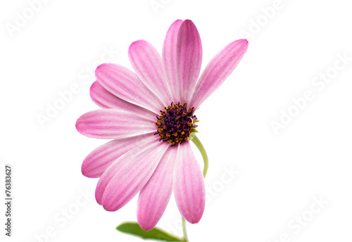 White and Pink Osteospermum Daisy or Cape Daisy Flower Flower