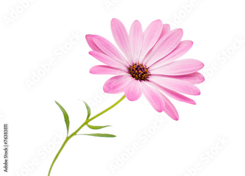 White and Pink Osteospermum Daisy or Cape Daisy Flower Flower © ksena32