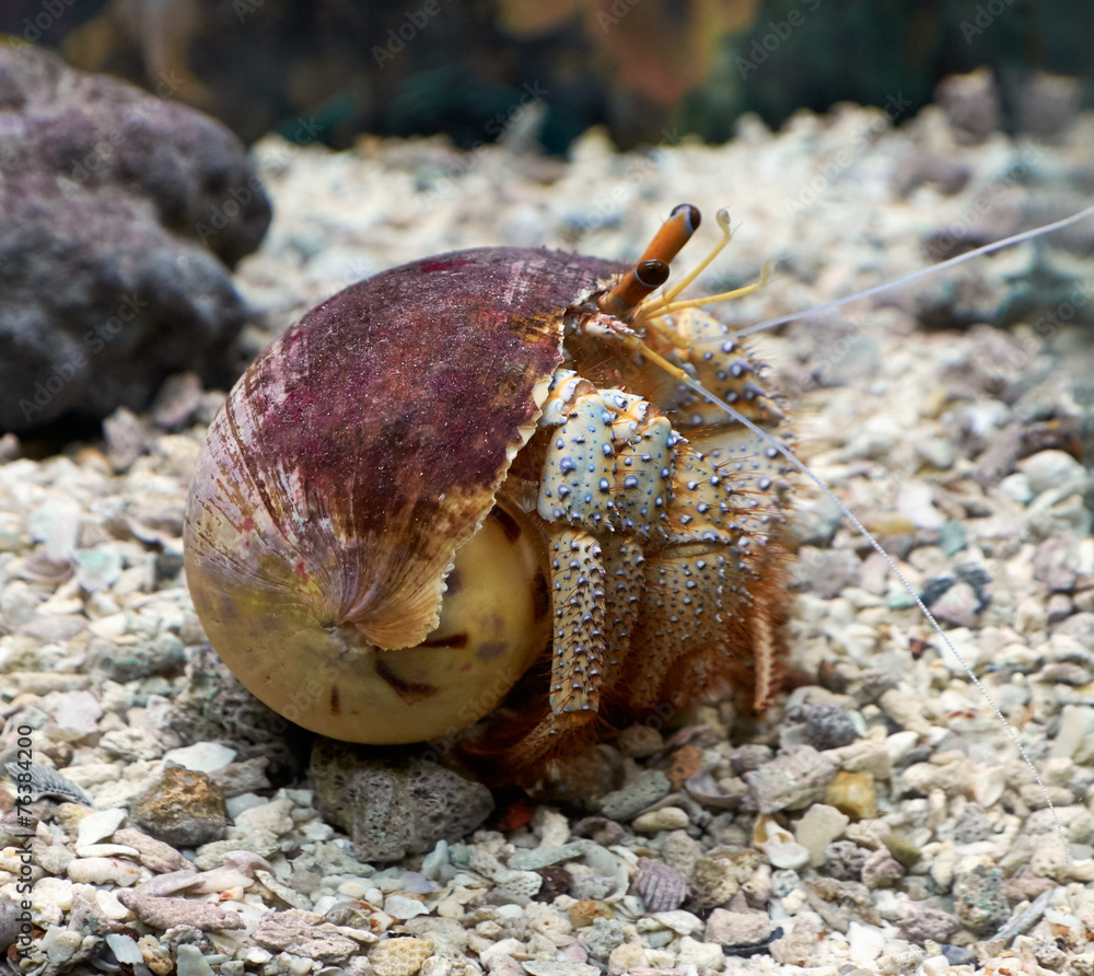 White - spotted hermit crab