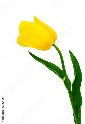 Fototapeta Naklejka Na Ścianę i Meble -  yellow tulip