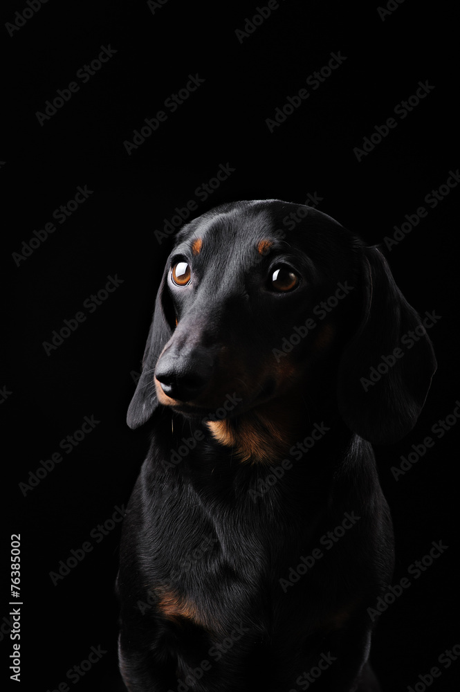Black Dachshund isolated on black  background