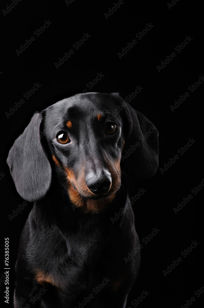 Black Dachshund isolated on black  background