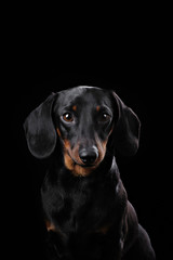 Black Dachshund isolated on black  background