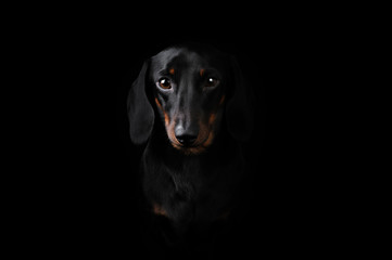 Black Dachshund isolated on black  background