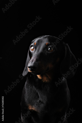 Black Dachshund isolated on black  background