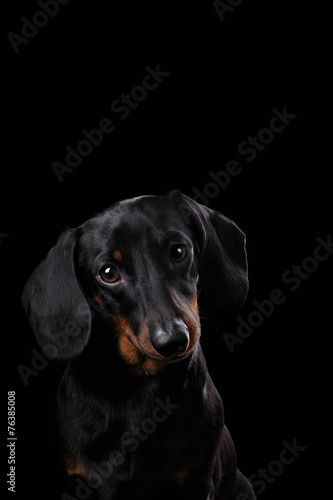 Black Dachshund isolated on black background