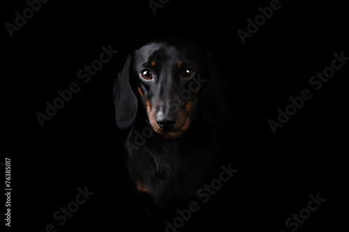 Black Dachshund isolated on black  background