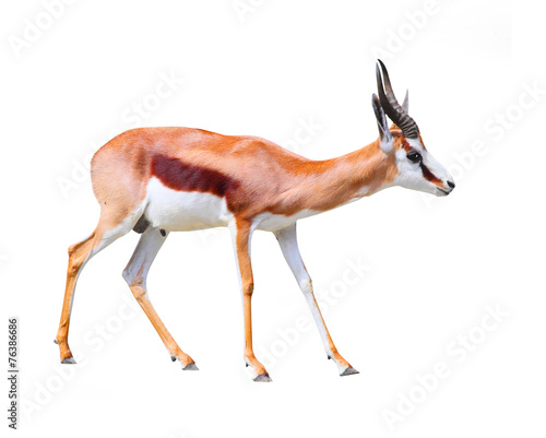 The Springbok Antelope (Antidorcas marsupialis). photo