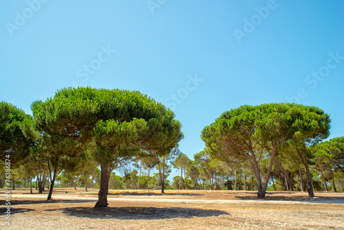 cork oak