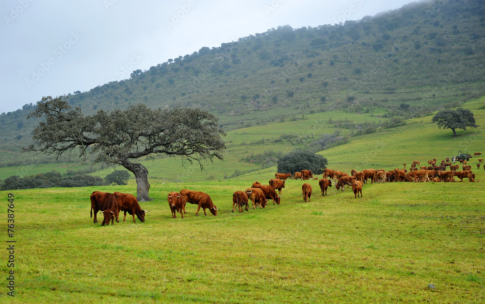 Breeding beef cattle in the pasture, Extremadura, Spain Breeding beef cattle in the pasture, Extremadura, Spain