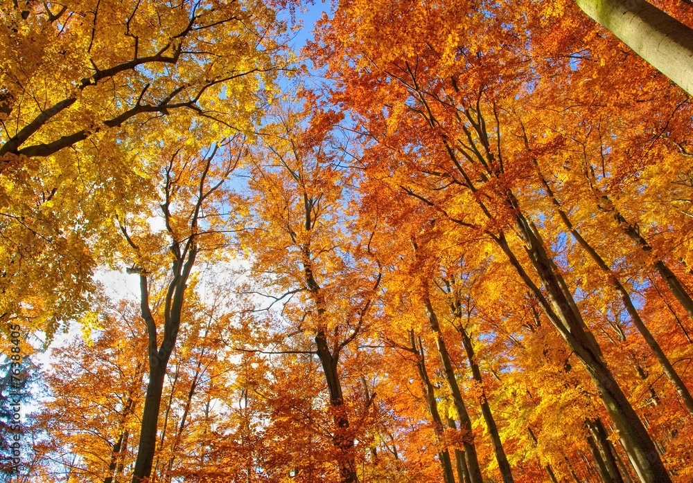 Buchenwald im Herbst - beech forest in fall 31 Buchenwald im Herbst - beech forest in fall 31