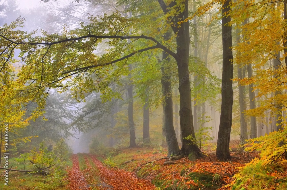 Buchenwald im Nebel - beech forest in fog 08