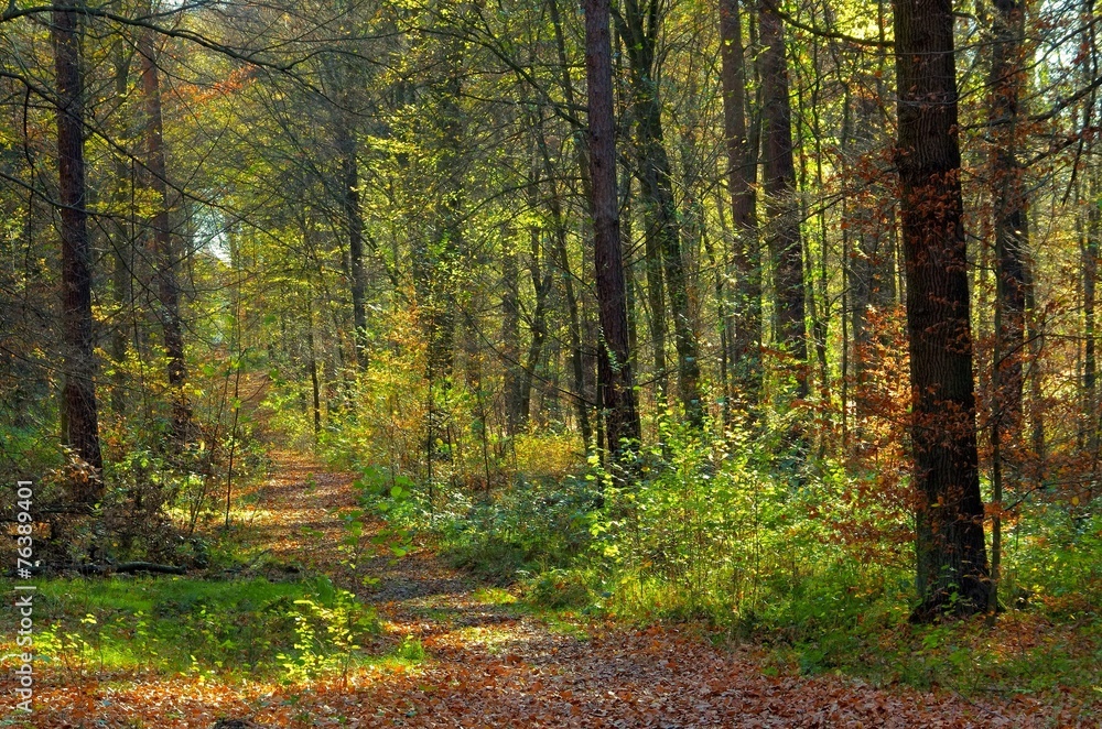 Wanderweg - hiking trail 11