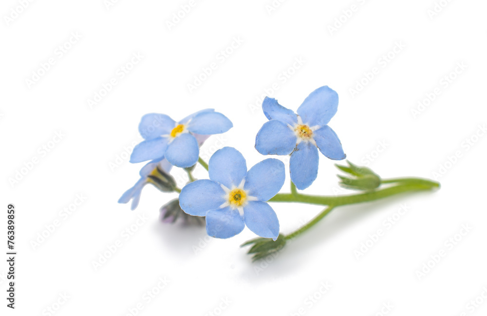 forget-me-flower forget-me-flower