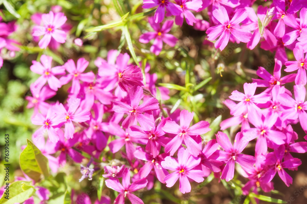 small pink flowers as background