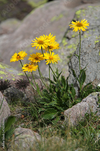 Fototapeta Naklejka Na Ścianę i Meble -  margherite gialle (doronicum clusii)