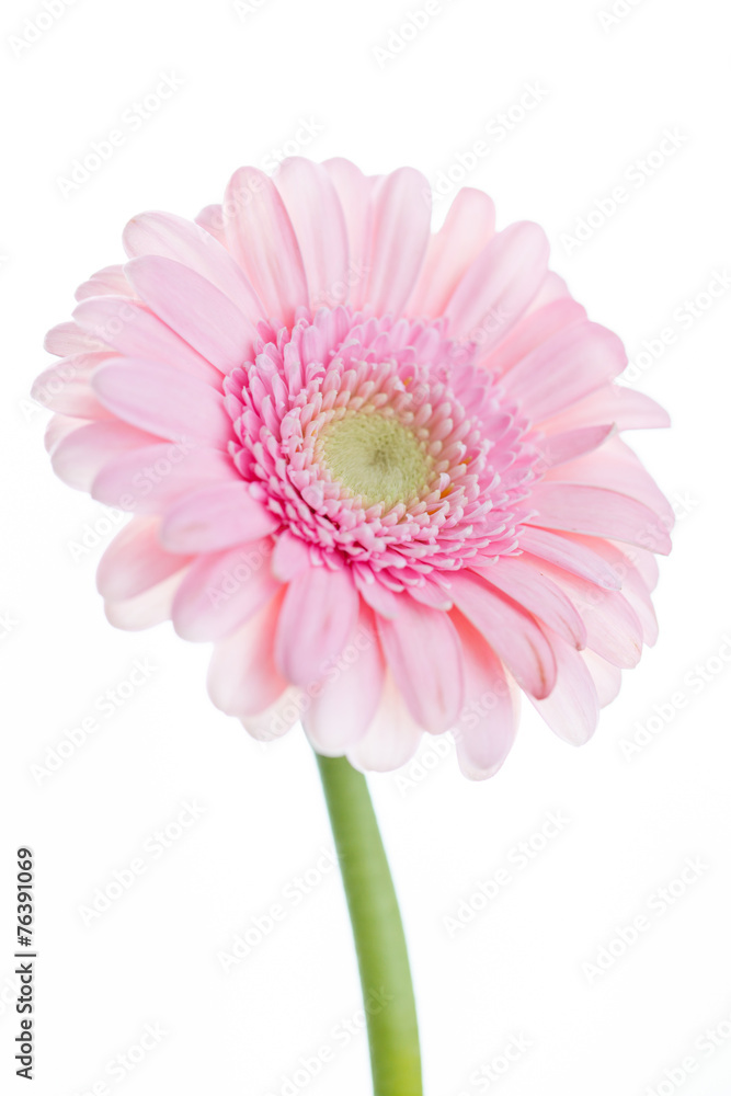 gerbera flowers