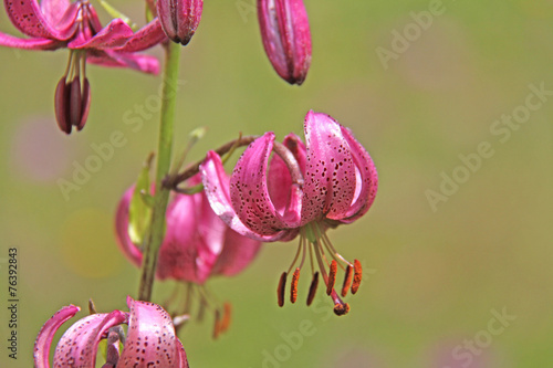 Fototapeta Naklejka Na Ścianę i Meble -  giglio martagone (lilium martagon)