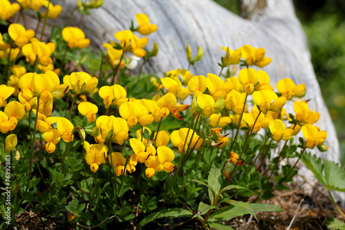 loto giallo  lotus alpinus 