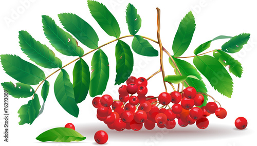 rowan
