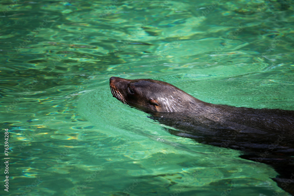 South African Fur Seal, Arctocephalus pusillus South African Fur Seal, Arctocephalus pusillus
