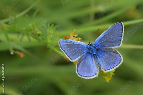butterfly (Polyommatus icarus)
