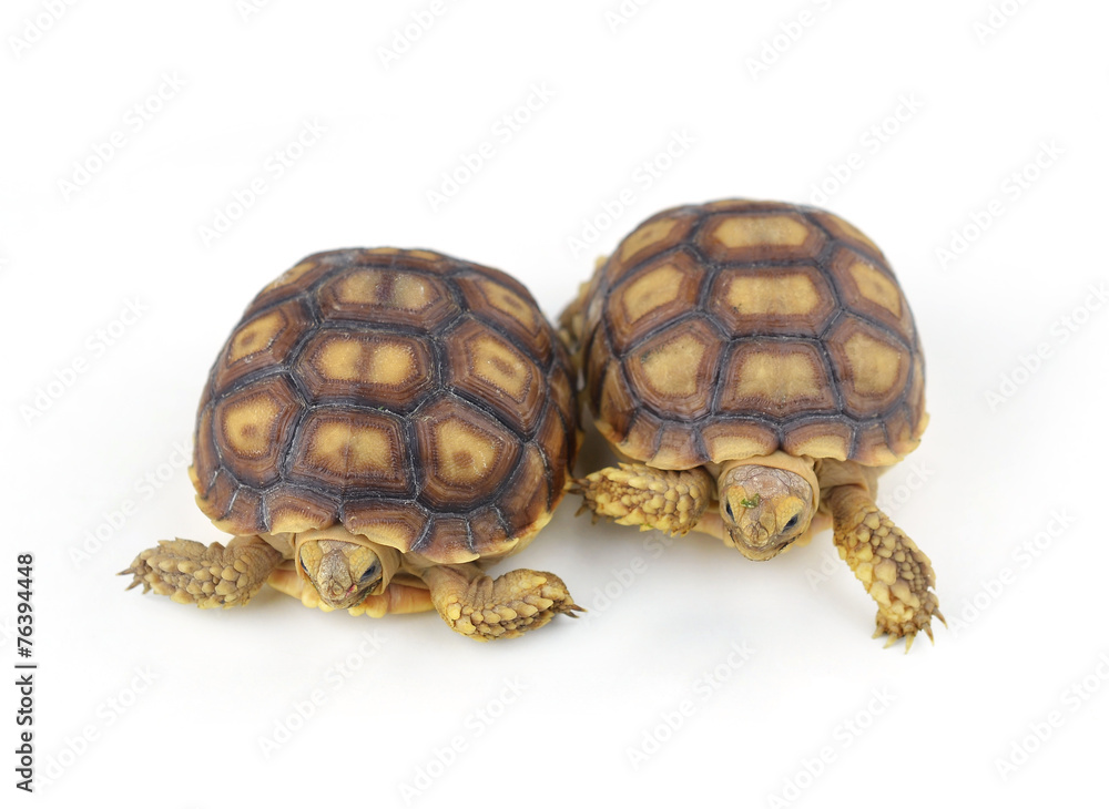 Obraz premium turtle on white background