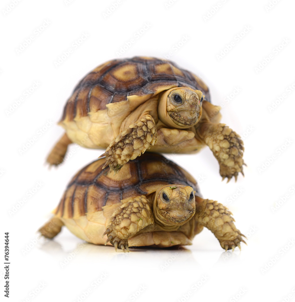 Obraz premium turtle on white background