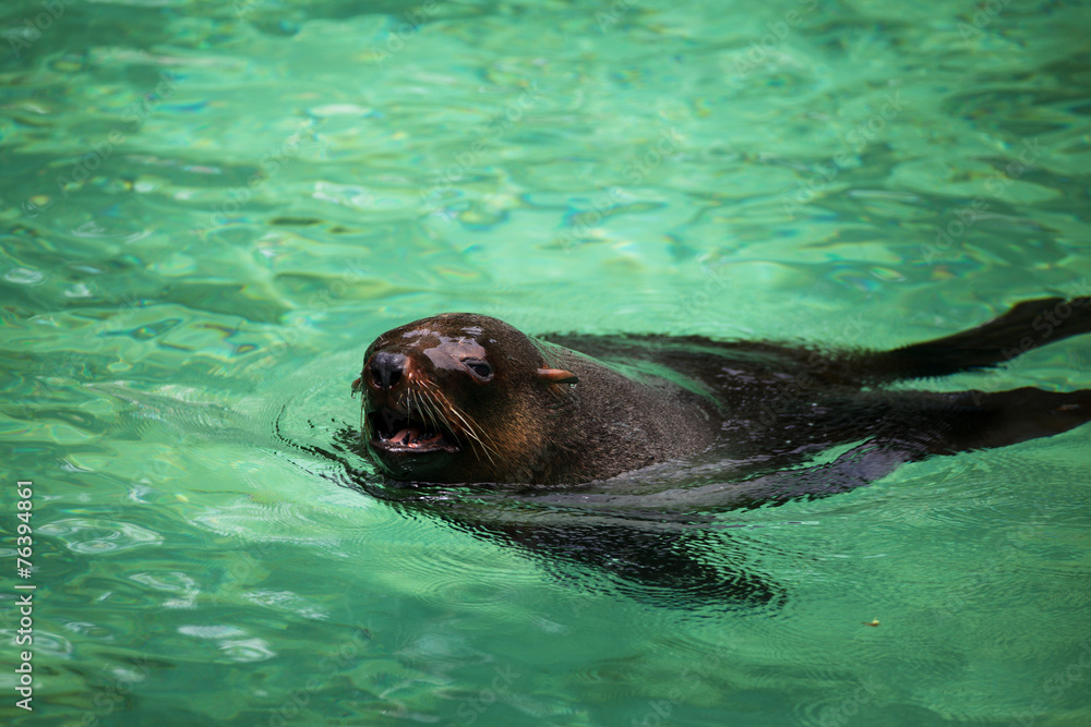Obraz premium South African Fur Seal, Arctocephalus pusillus