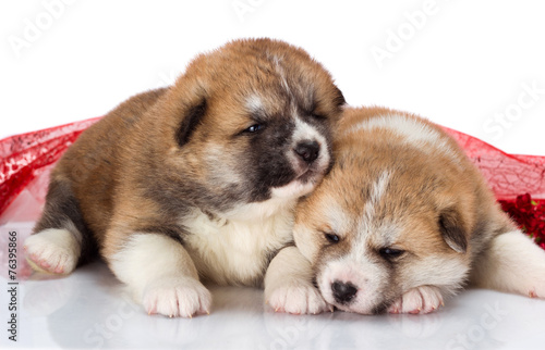 couple of Japanese Akita-inu puppies lying over white background