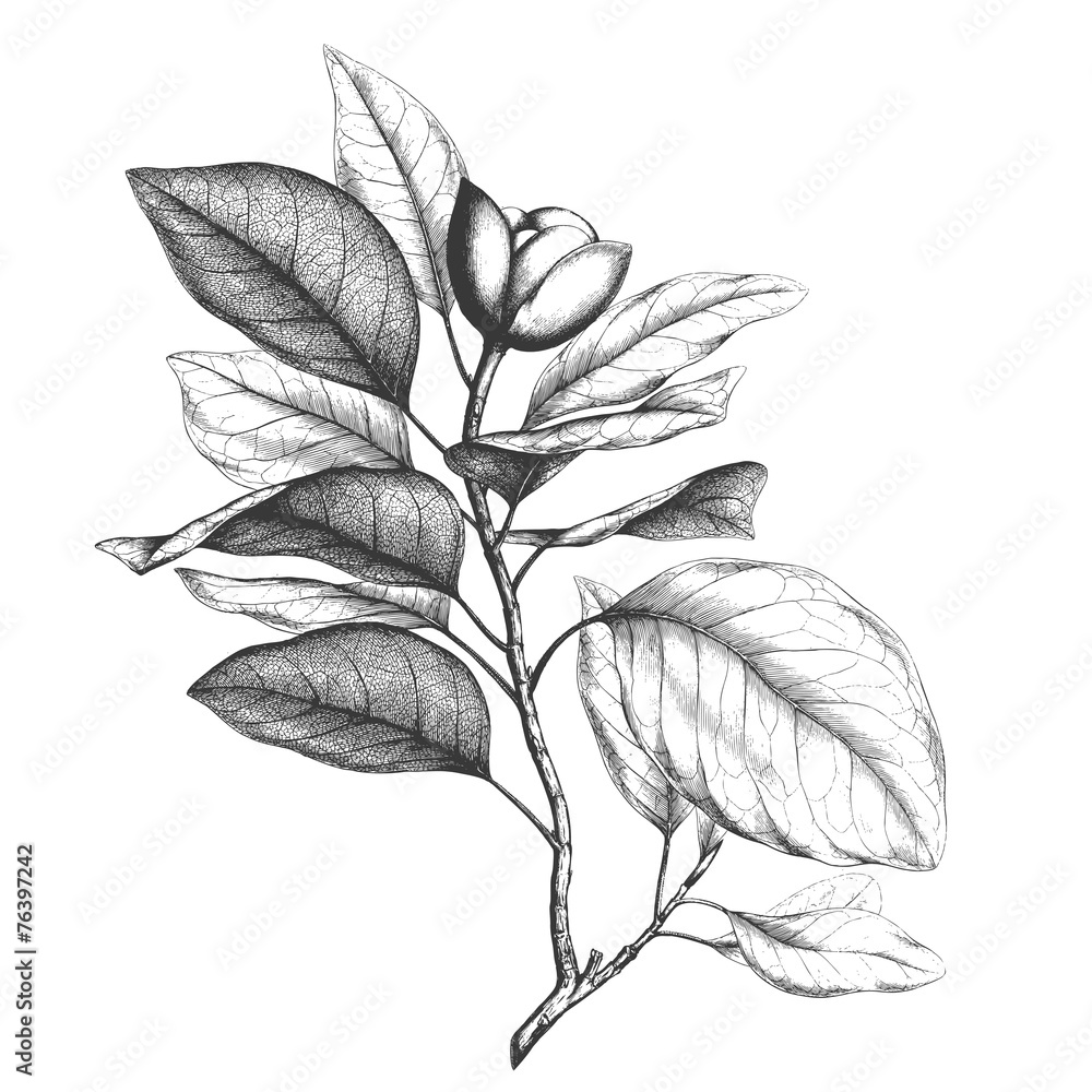 Naklejka premium Magnolia engraving