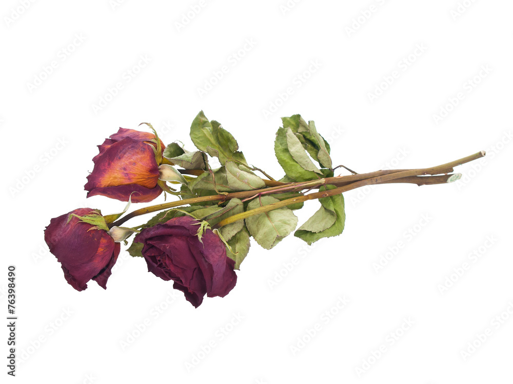 Fototapeta premium Dried faded red roses on white background