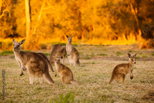 Herd of kangaroos at twilight