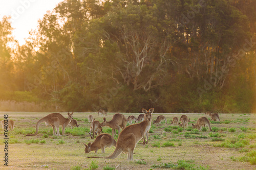 Herd of kangaroos at twilight