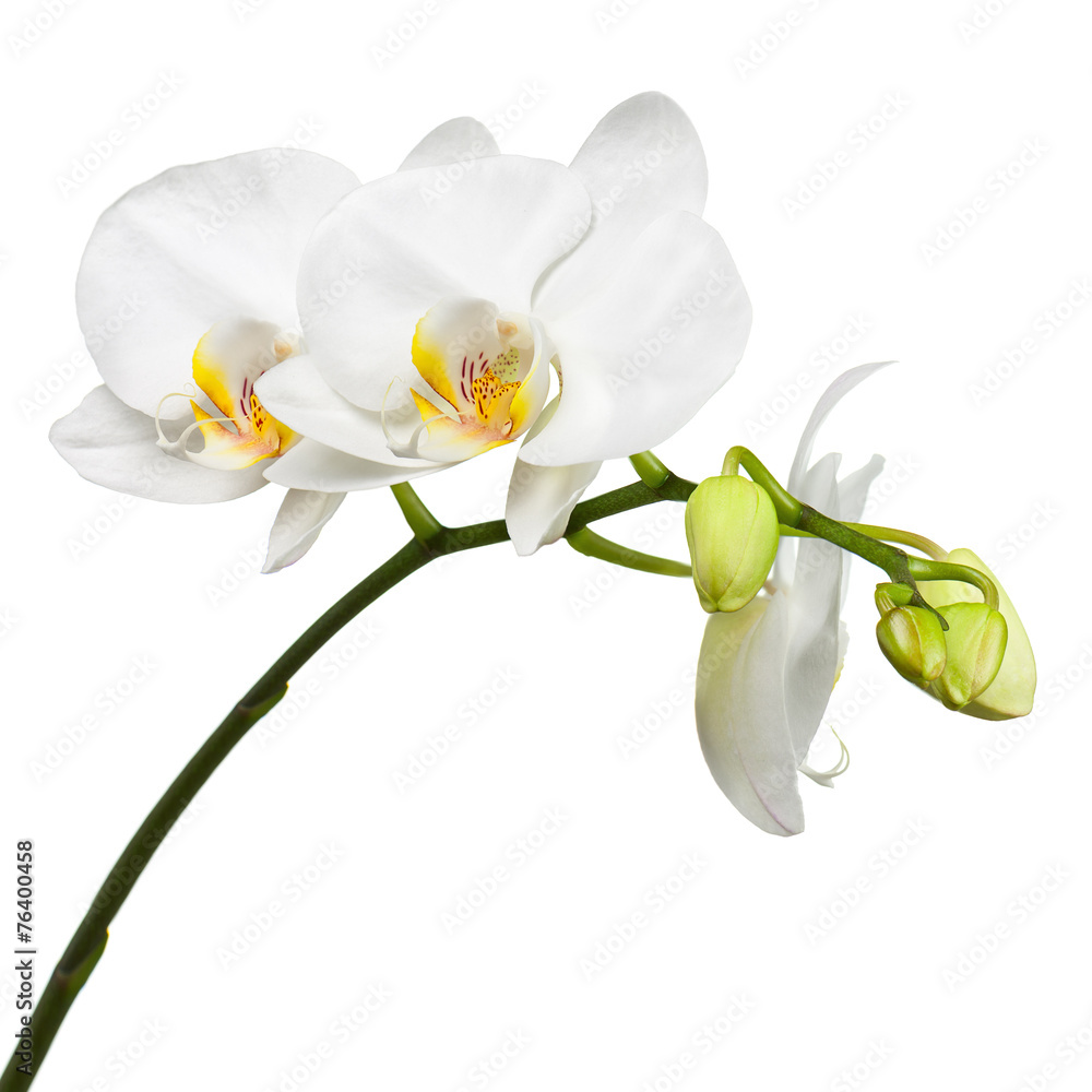 Three day old white orchid isolated on white background. - obrazy, fototapety, plakaty 