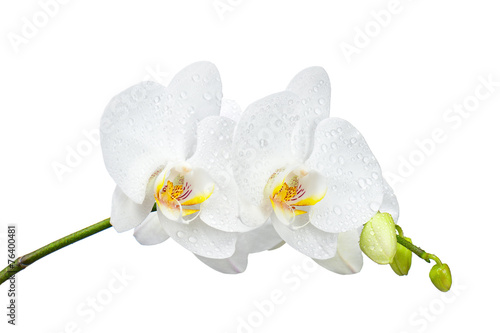 Five day old orchid with water droplets isolated on white.