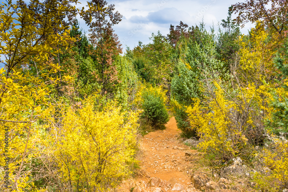 Naklejka premium footpath among Autumn colors