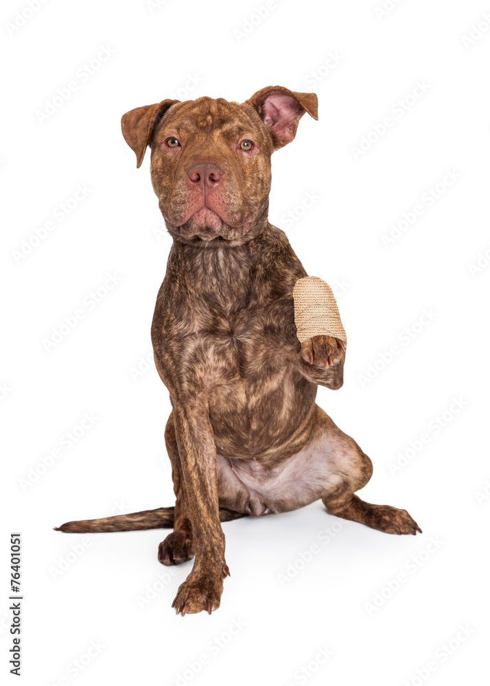 Pit Bull Cross With Injured Paw Pit Bull Cross With Injured Paw