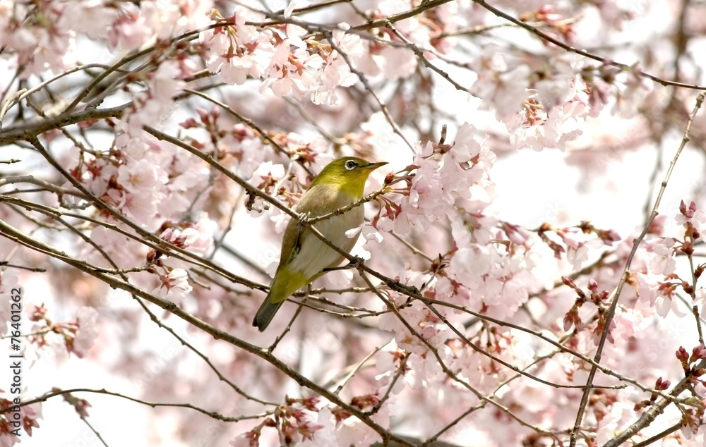 Naklejka premium 桜とメジロ