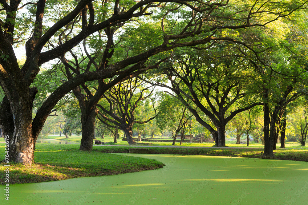 Obraz premium Samanea saman, Big rain tree