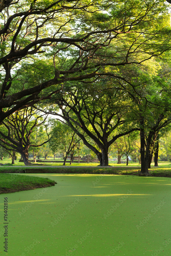 Obraz premium Samanea saman, Big rain tree