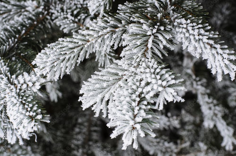 Pine needles covered with frost Pine needles covered with frost
