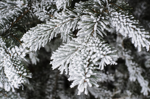 Pine needles covered with frost © yobab